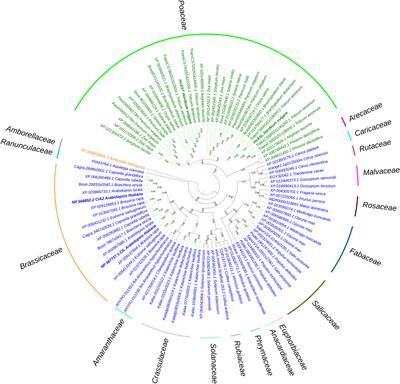 Mutation of the ALBOSTRIANS Ohnologous Gene HvCMF3 Impairs Chloroplast Development and Thylakoid Architecture in Barley